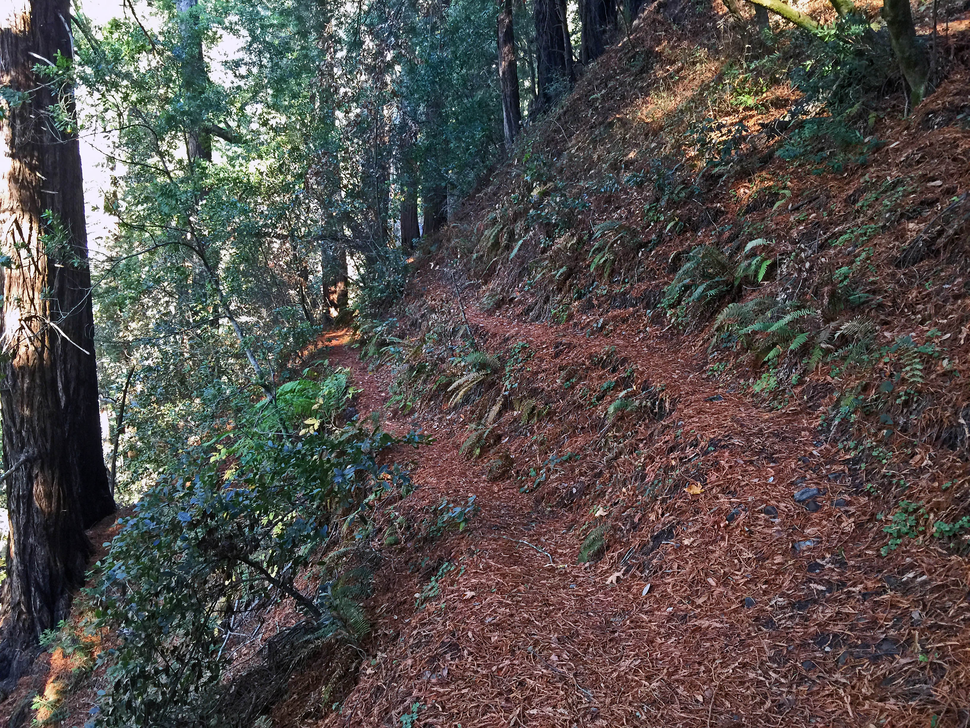Willow Creek Trail - Hiking and Backpacking In The Los Padres National ...